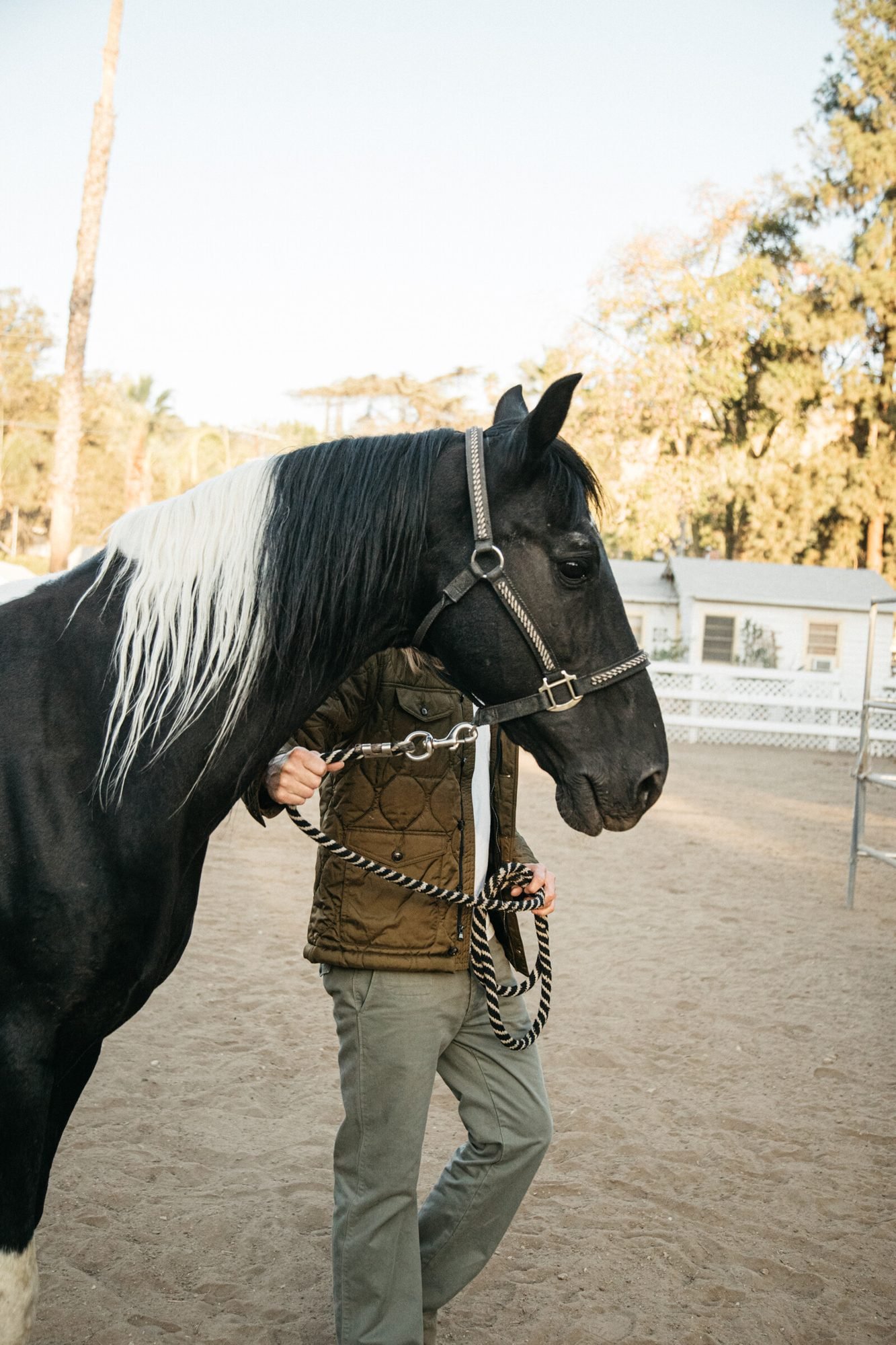 Close portrait of a black horse with handler, Shadow Hills Ranch