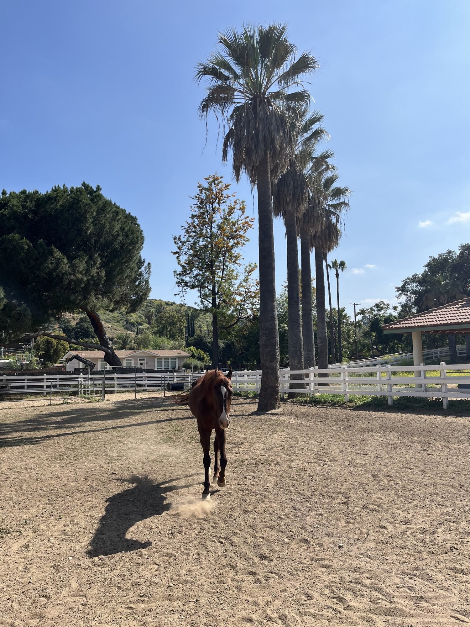 Horse in the riding arena with palm trees behind, Shadow Hills Ranch