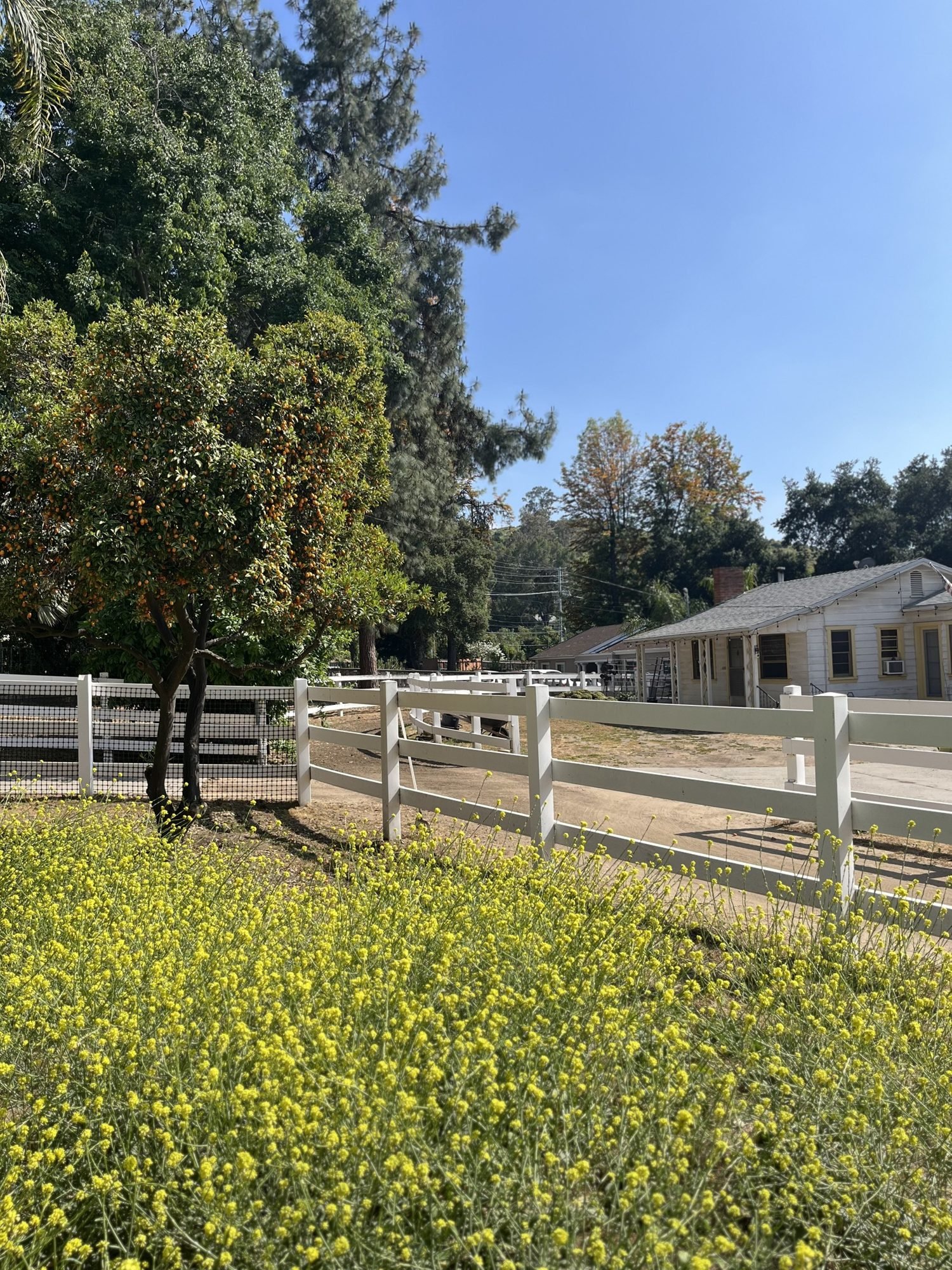 White-fenced corral and pasture with wildflowers, Shadow Hills Ranch