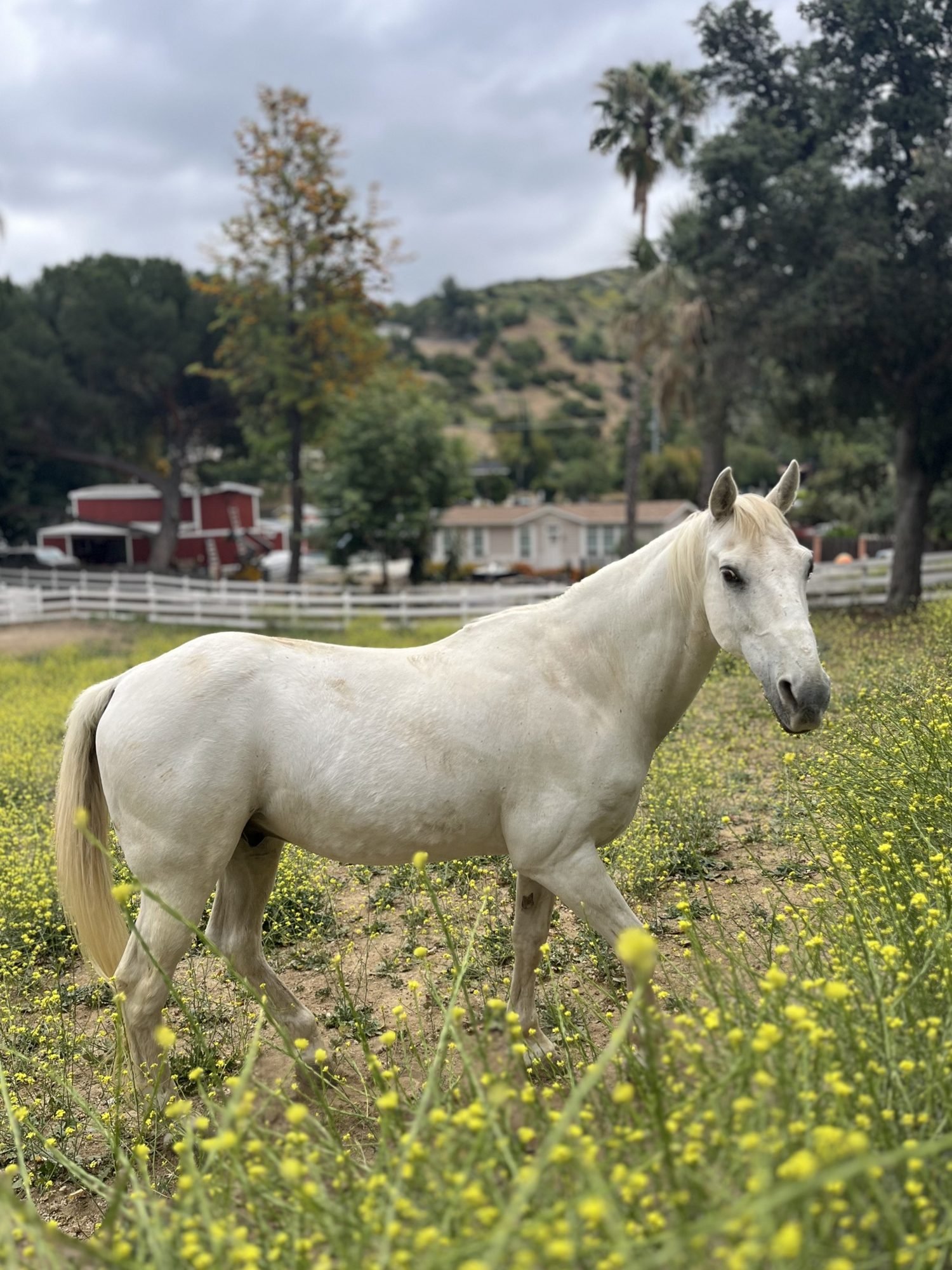White horse in a field of yellow wildflowers, Shadow Hills Ranch
